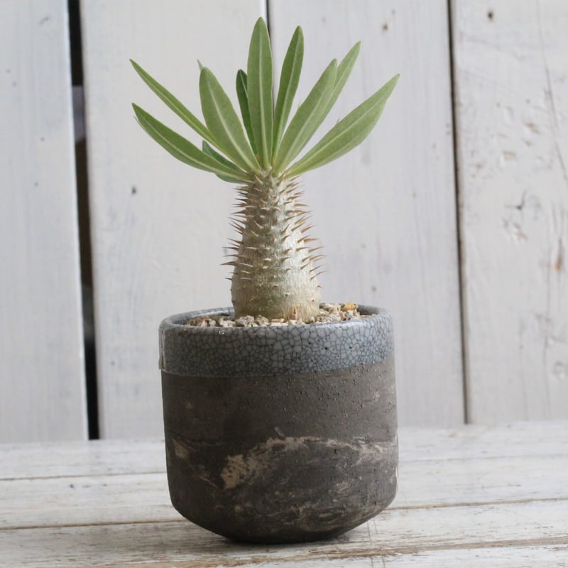 パキポディウム イノピナツム実生① Hanayoshi-botanicalオリジナル