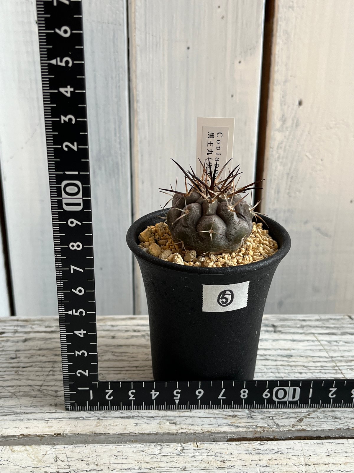 コピアポア 黒王丸⑤ | Hanayoshi