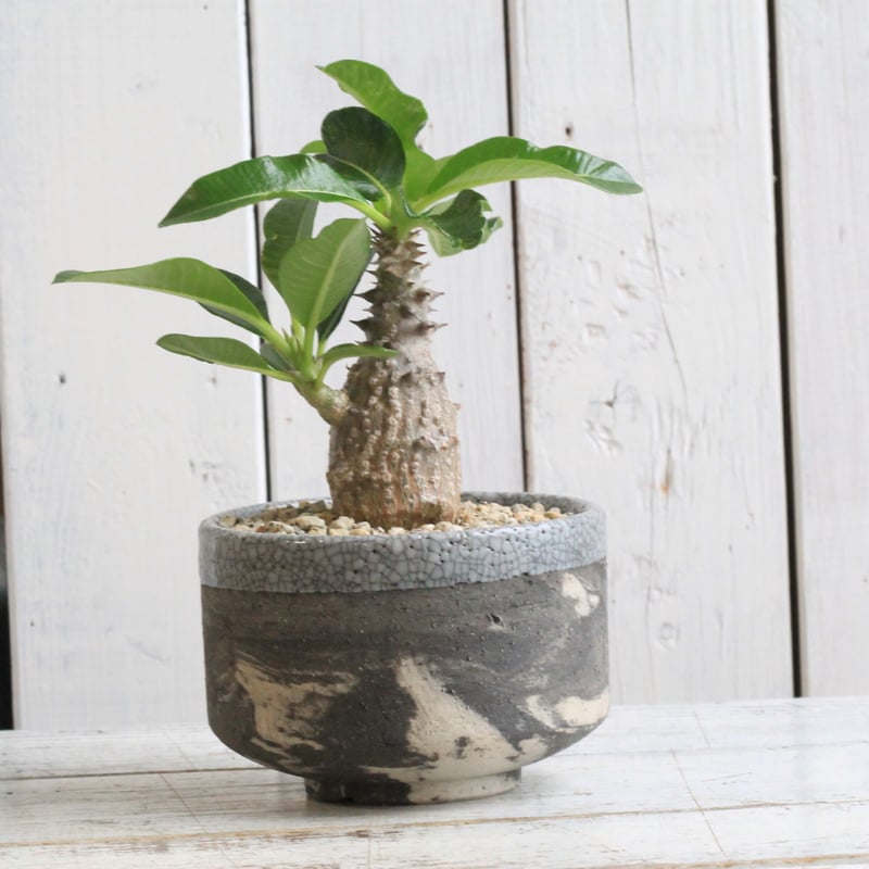 パキポディウム ウィンゾリー実生① Hanayoshi-botanical パキポディウム ウィンゾリー実生① Hanayoshi-botanical