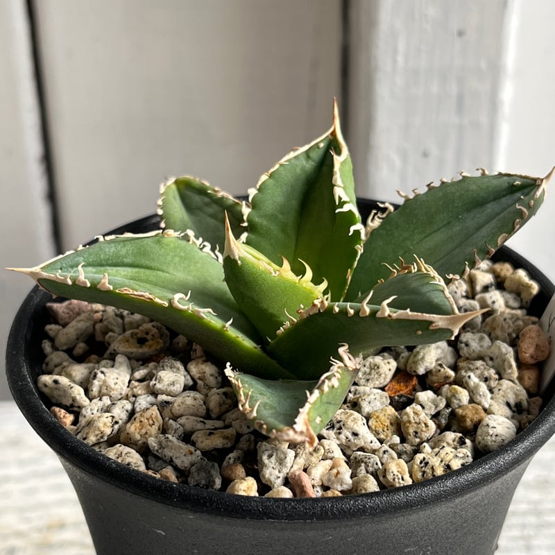 アガベ チタノタFO76スタッズタイプ① | Hanayoshi