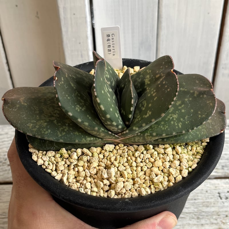 ガステリア 恐竜（特選） | Hanayoshi