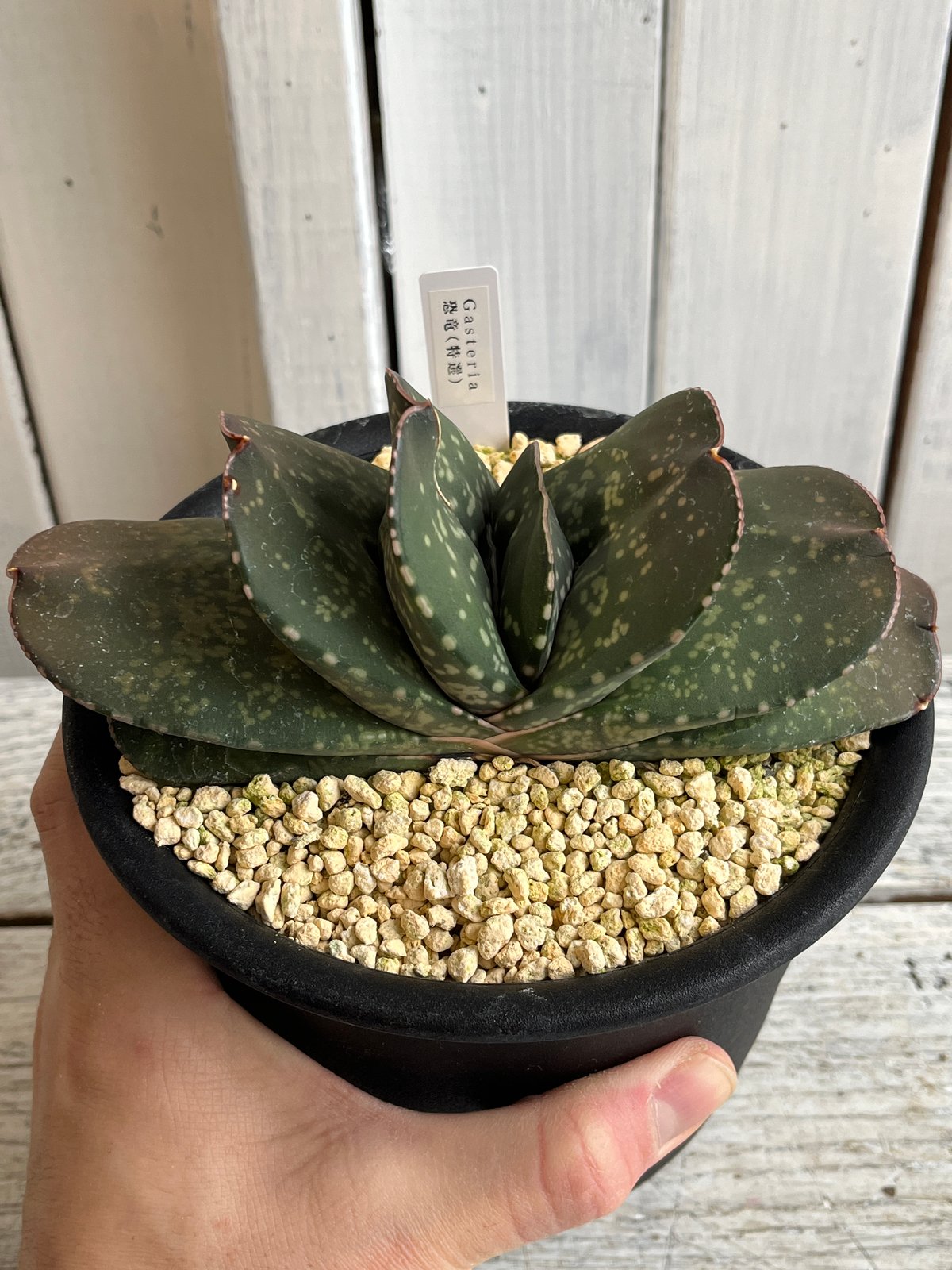 ガステリア 恐竜（特選） | Hanayoshi