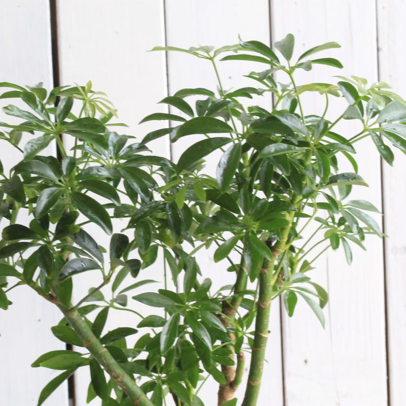 シェフレラ 楽天市場】＼ポイント5倍／観葉植物 シェフレラ ジェニーネ 陶器鉢 高