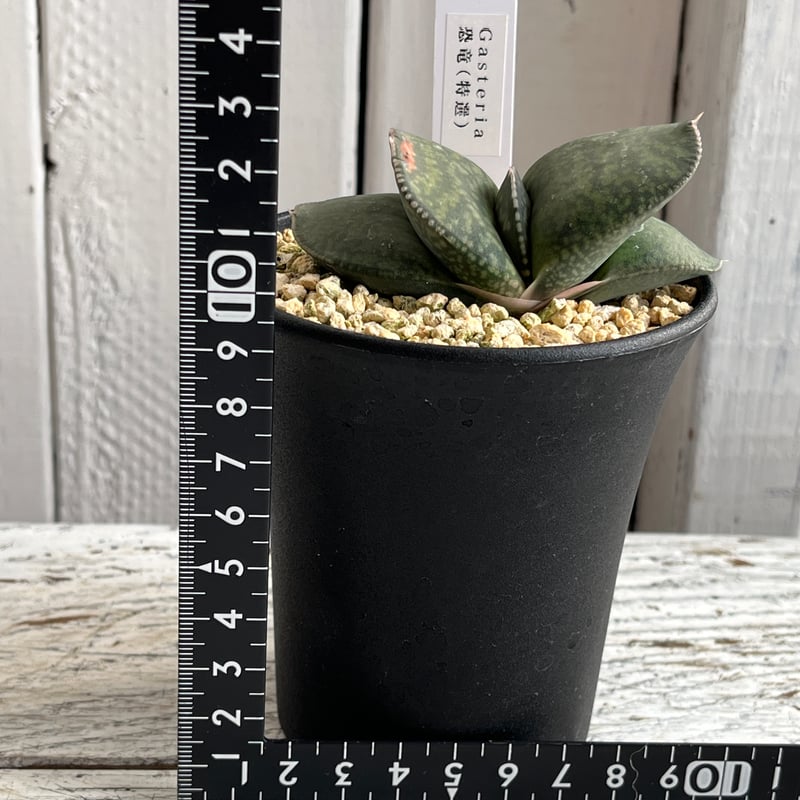 ガステリア　恐竜　特選株のカキ仔 ガステリア 恐竜（特選） | Hanayoshi