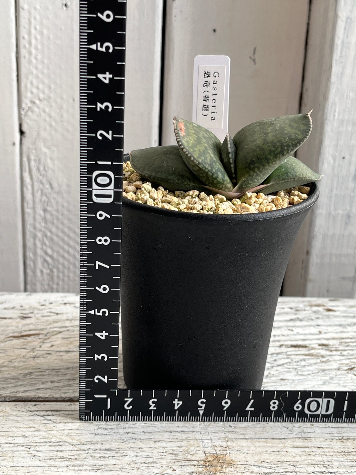 ガステリア 恐竜（特選） | Hanayoshi