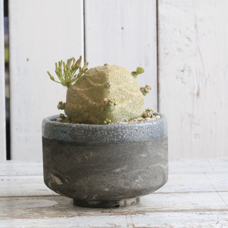 プセウドリトス クビフォルミス Hanayoshi-botanicalオリジナルポット