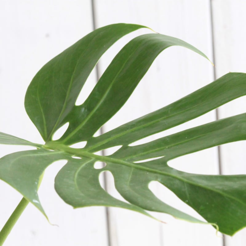 モンステラ コンパクタ | Hanayoshi