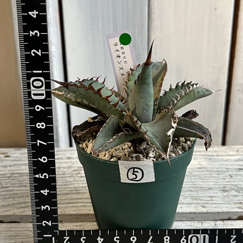 アガベチタノタライオンズメーン | STORES 5株まとめて