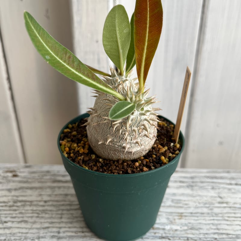 パキポディウム 恵比寿大黒 | Hanayoshi