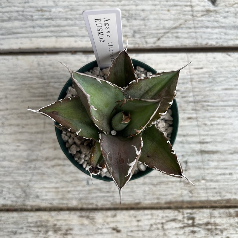 イラン株【REZA産】③長棘　アガベ　チタノタ　NOVA イラン株【REZA産】③長棘 アガベ チタノタ NOVA イラン株【REZA産】③