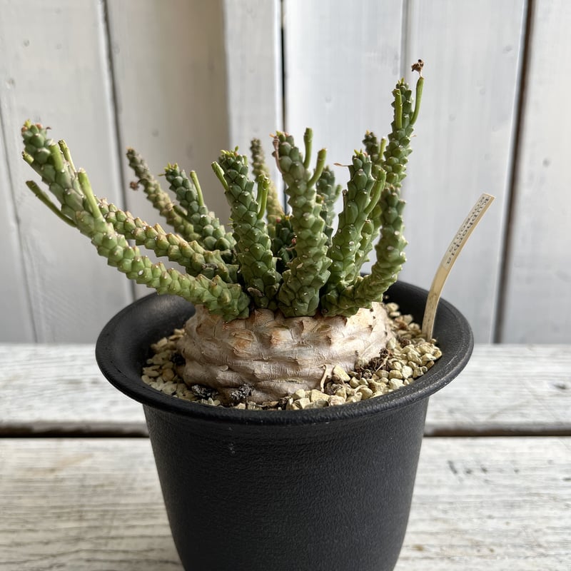 ユーフォルビア ゴルゴニス（金輪際） | Hanayoshi