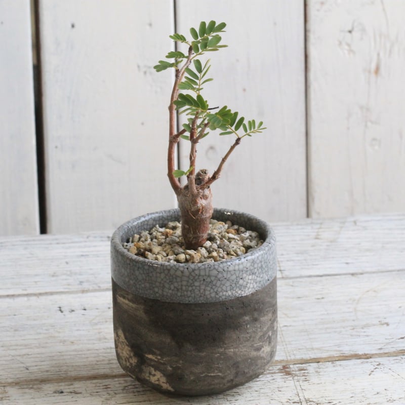 センナ メリディオナリス Hanayoshi-botanicalオリジナルポット | Hana