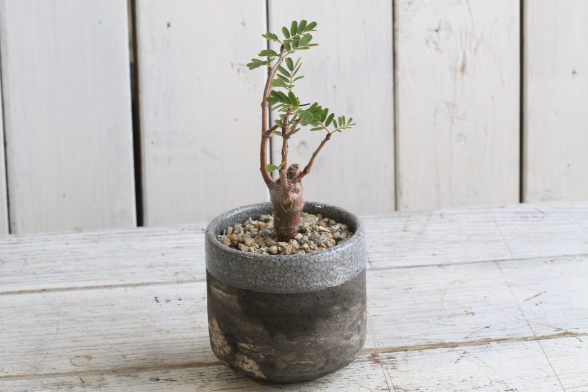 センナ メリディオナリス Hanayoshi-botanicalオリジナルポット | Hana