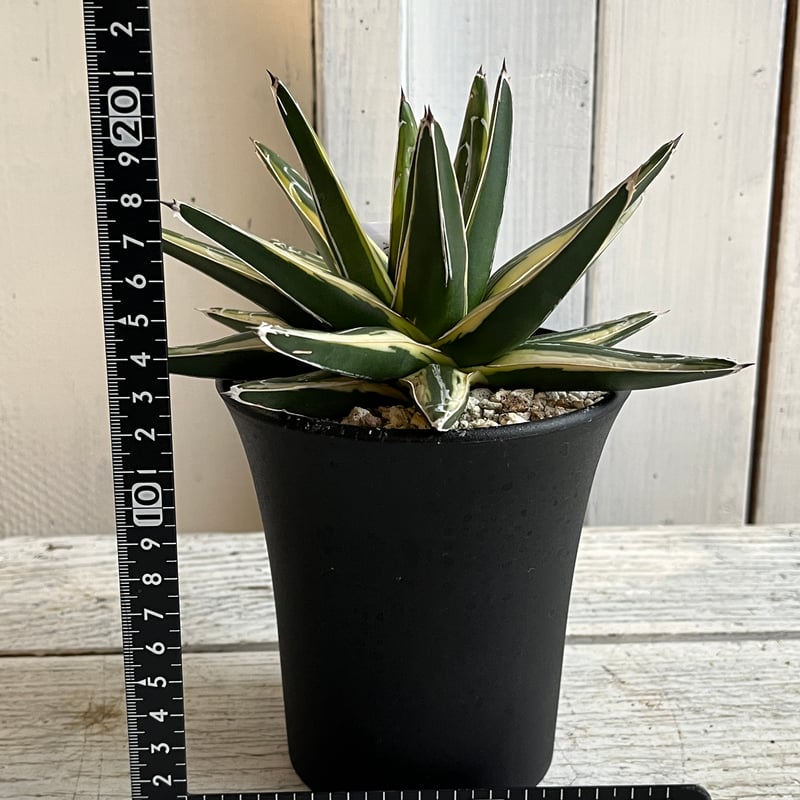 アガベ ロッキー雪山 | Hanayoshi