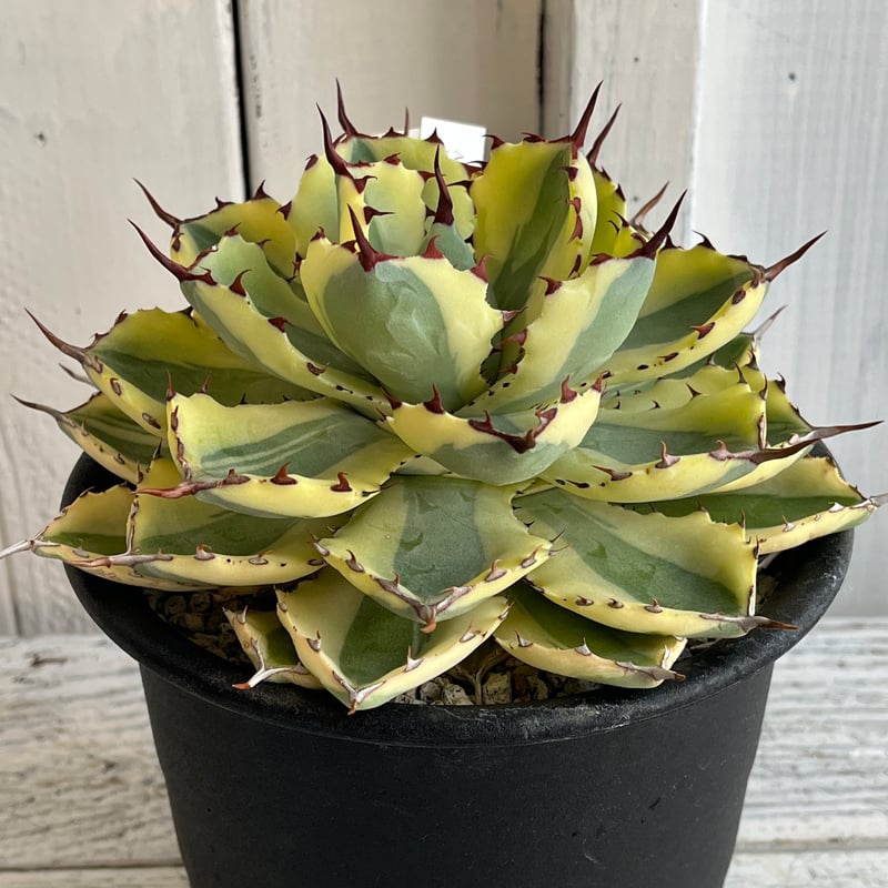 アガベ　クラウン 🌿 Agave titanota 'Crown' ② 📌育成記録 画像を👈左にスワイプ