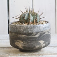 プセウドリトス クビフォルミス Hanayoshi-botanicalオリジナルポット