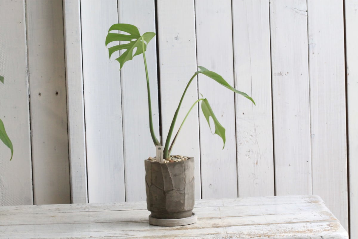 モンステラ　コンパクタ　観葉植物 モンステラ コンパクタ | Hanayoshi