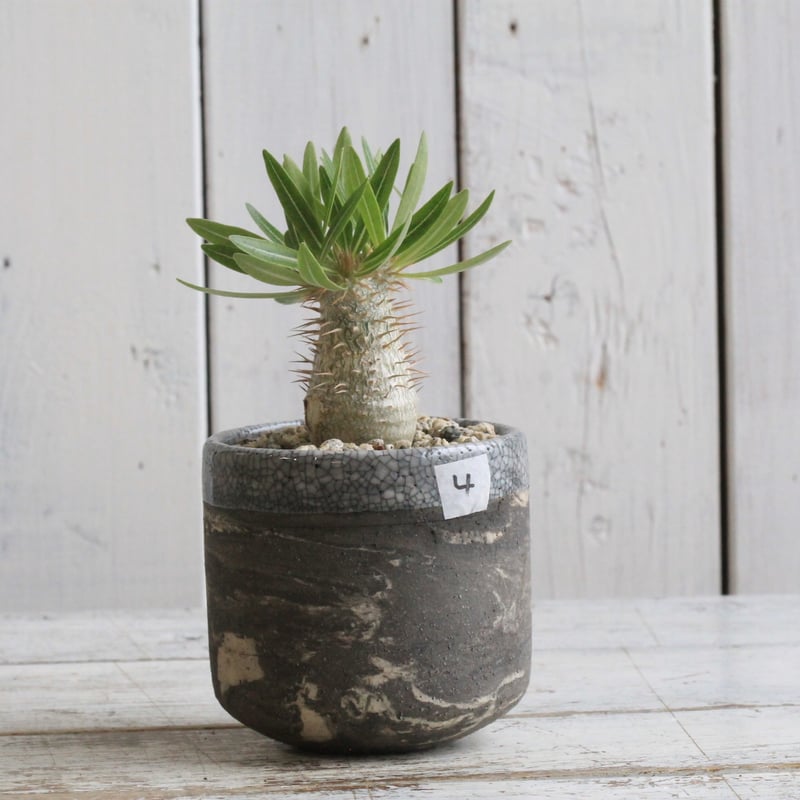 パキポディウム イノピナツム 実生 コレクション株 パキポディウム イノピナツム実生④ Hanayoshi-botanical