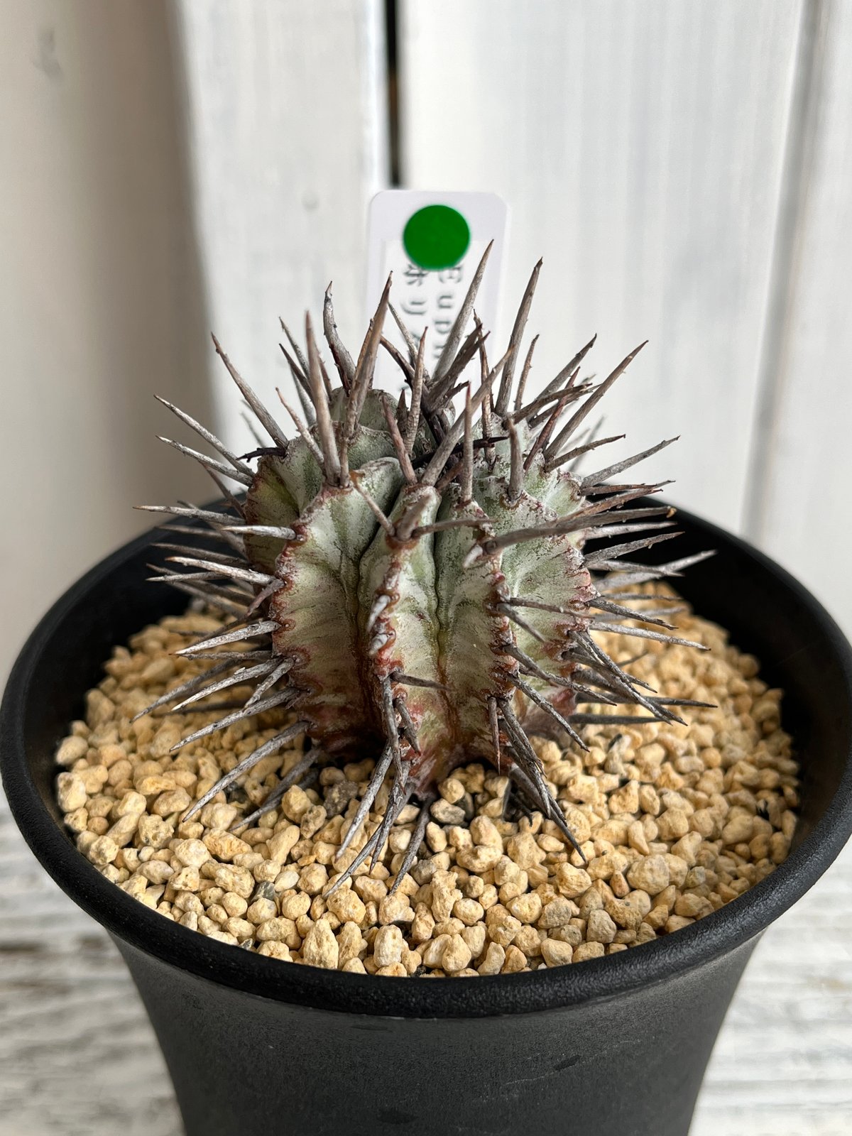 ユーフォルビア ホリダ（V）マジョール | Hanayoshi