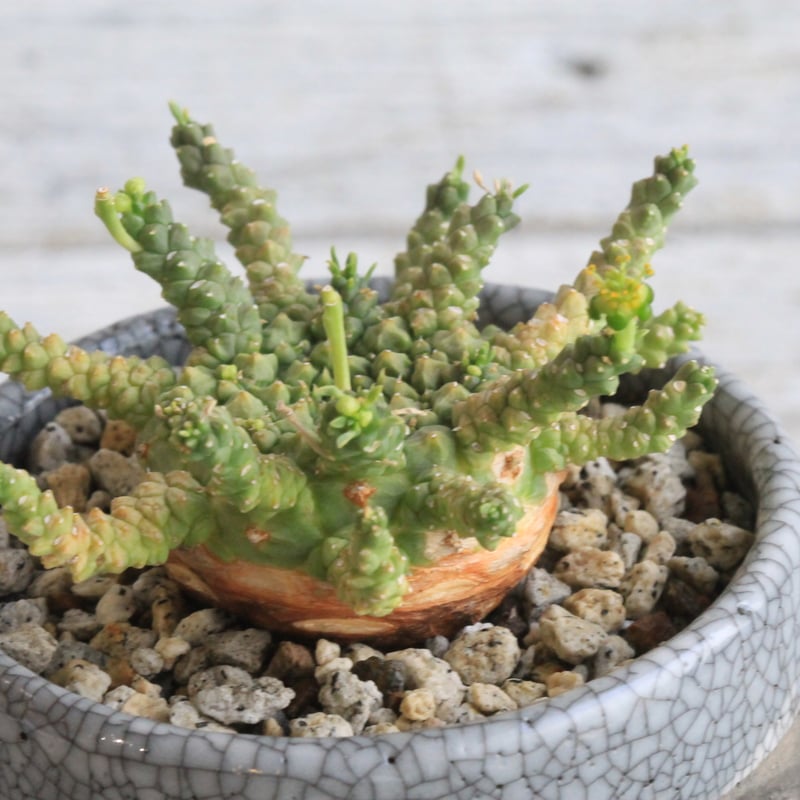 ユーフォルビア　ゴルゴニス ユーフォルビア ゴルゴニス | GREEN LUCK