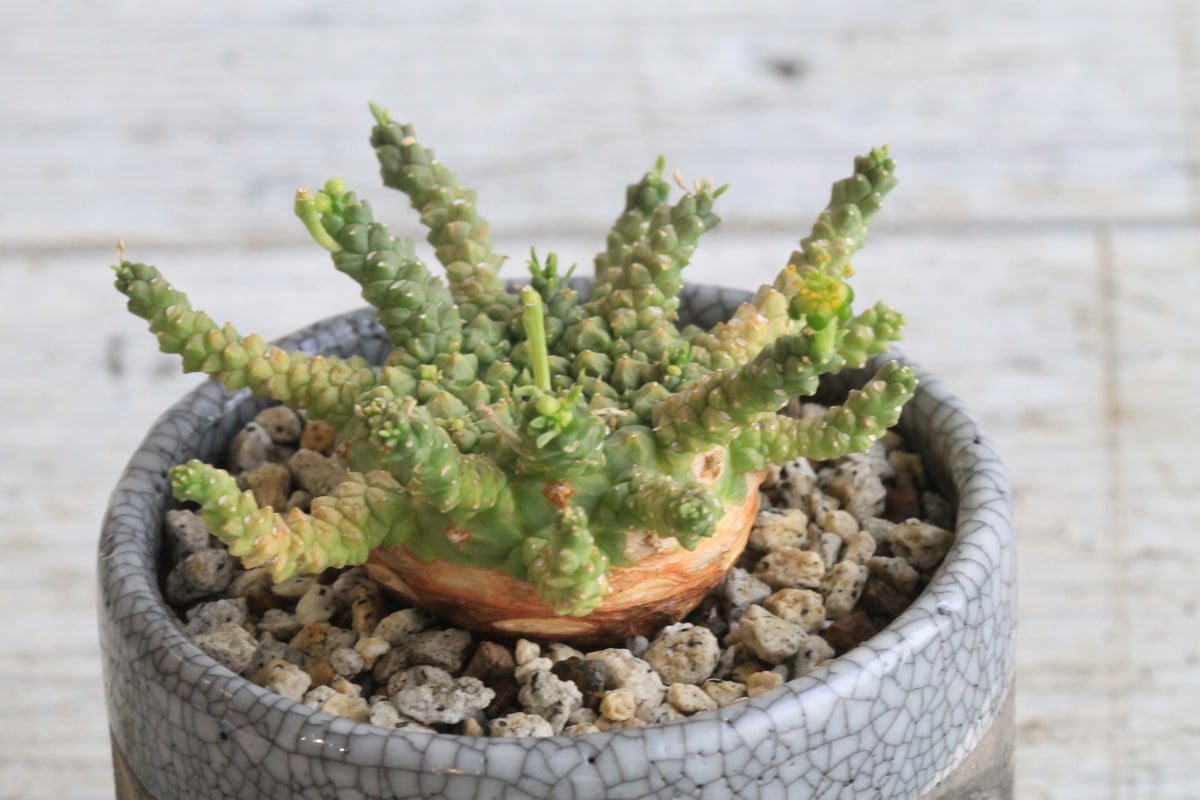 ユーフォルビア　ゴルゴニス ユーフォルビア ゴルゴニス Hanayoshi-botanicalオリジナルポット | Han