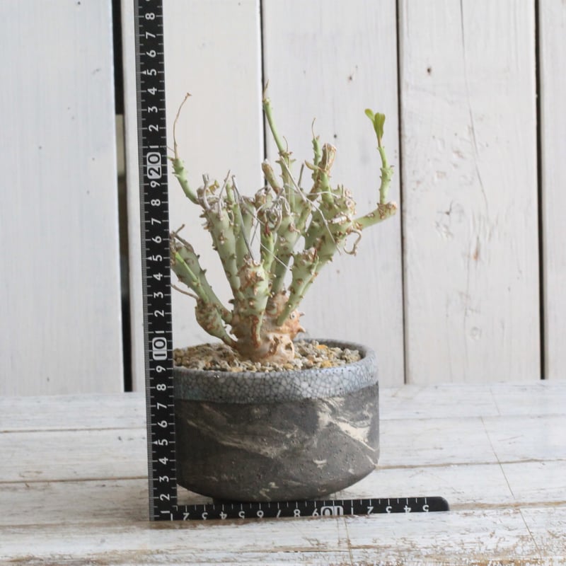 ユーフォルビア ロンギツベルクローサ ユーフォルビア・ロンギツベルクローサ「Euphorbia