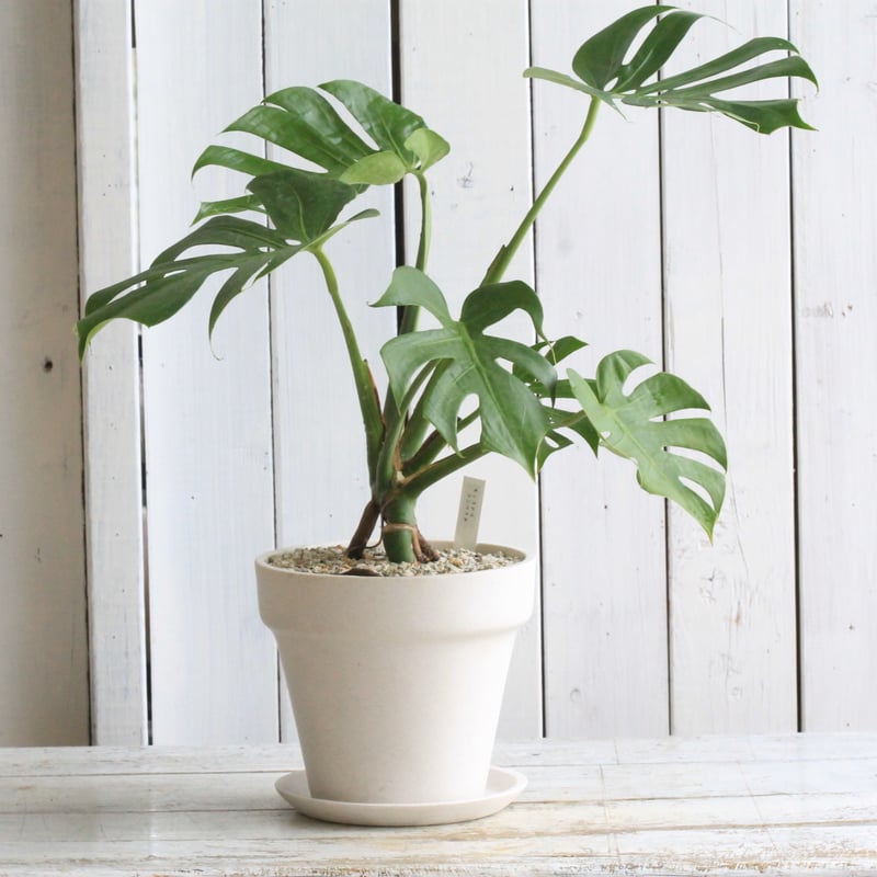 モンステラ コンパクタ | Hanayoshi