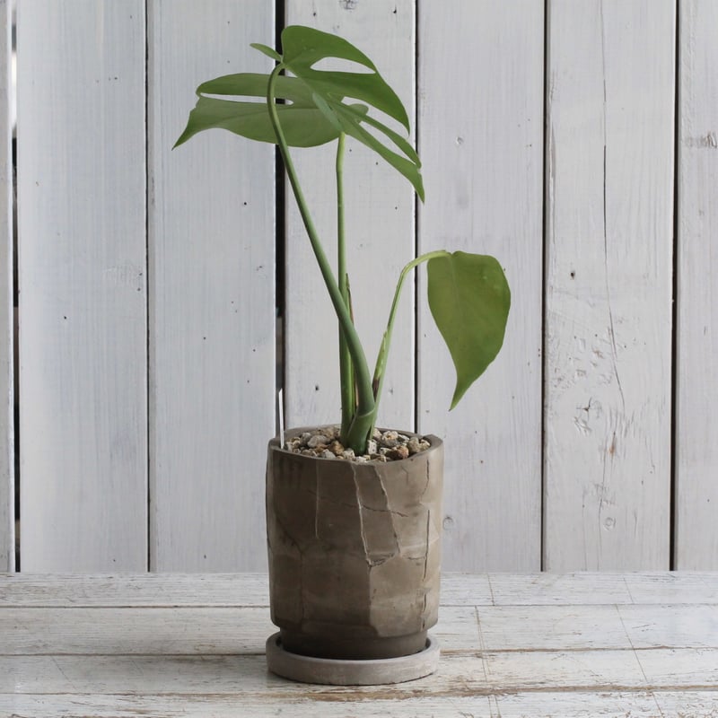 モンステラ コンパクタ | Hanayoshi