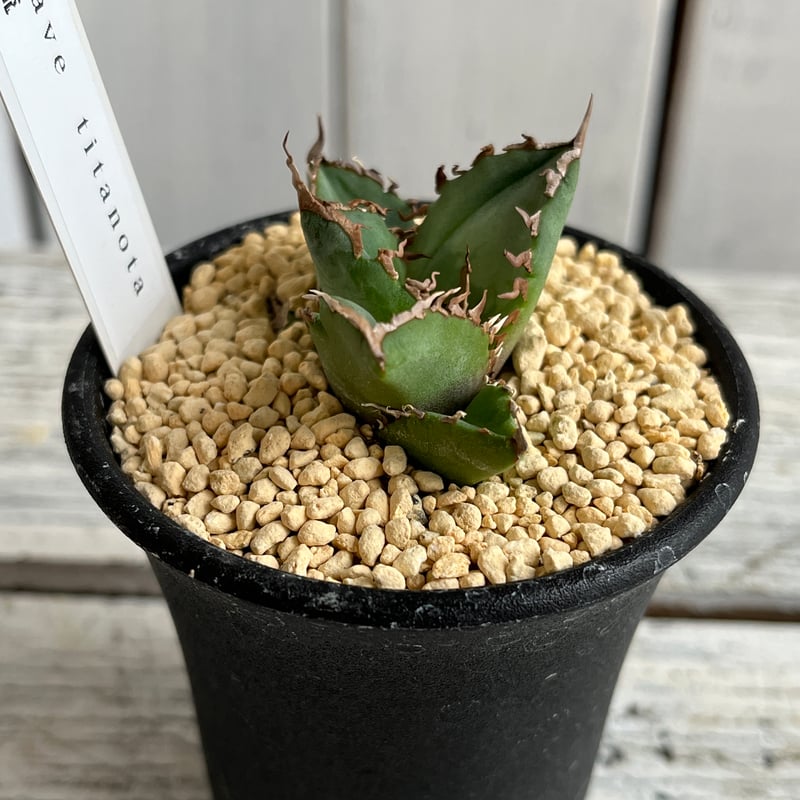 アガベ チタノタ厳流 | Hanayoshi