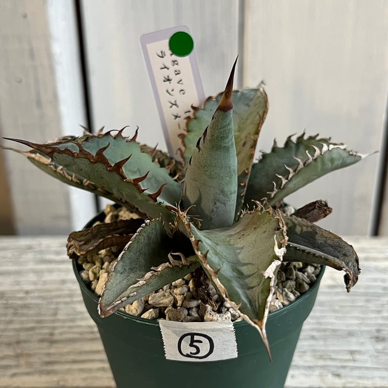 訳あり　アガベ　チタノタ　ライオンズメーン　core産 アガベ チタノタ ライオンズメーン No.1 | Agave Rocon