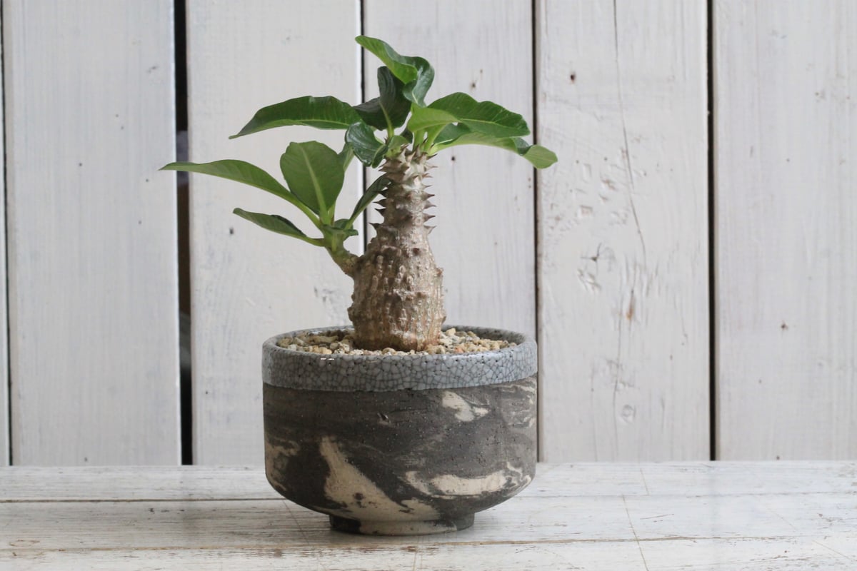 パキポディウム ウィンゾリー実生① Hanayoshi-botanicalオリジナル