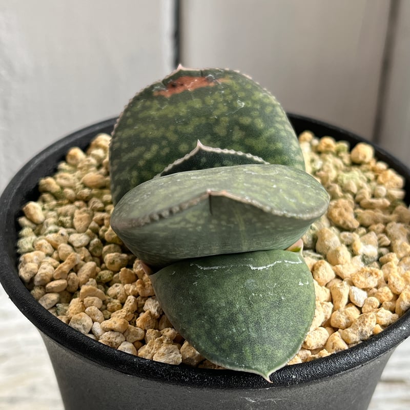 ガステリア 恐竜（特選） | Hanayoshi