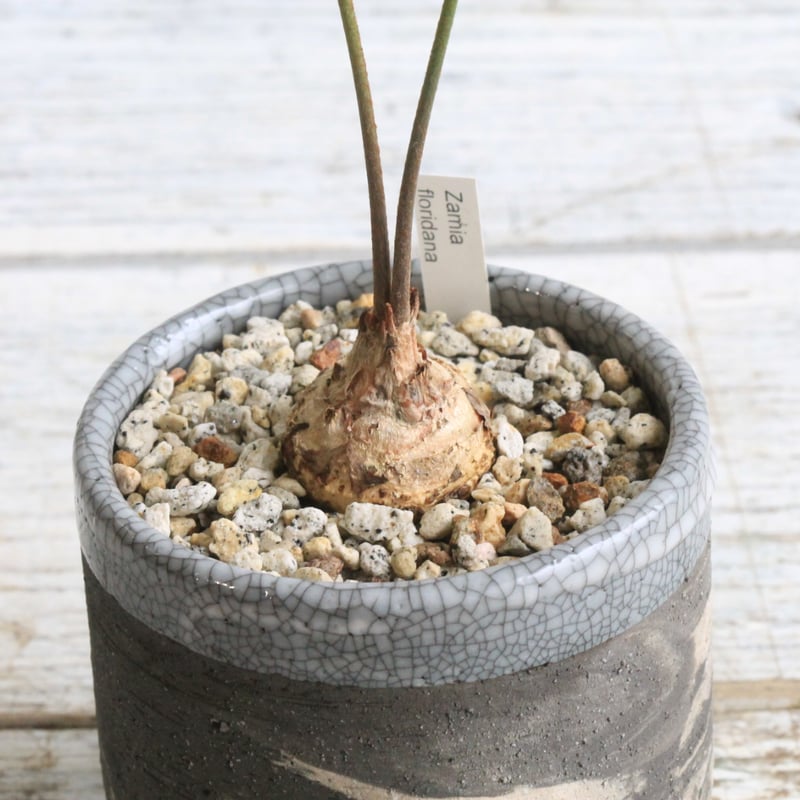 ザミア　フロリダーナ　７号鉢つき　4頭❗　① ザミア フロリダーナ 7号鉢つき 4頭❗