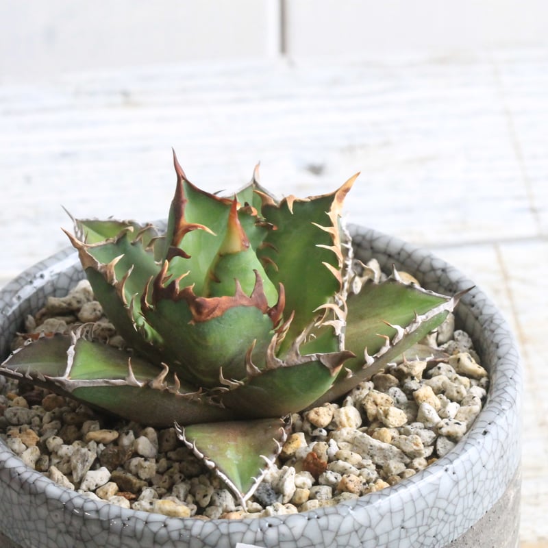 アガベ チタノタ レッドキャットウィーズル⑥ Hanayoshi-botanical