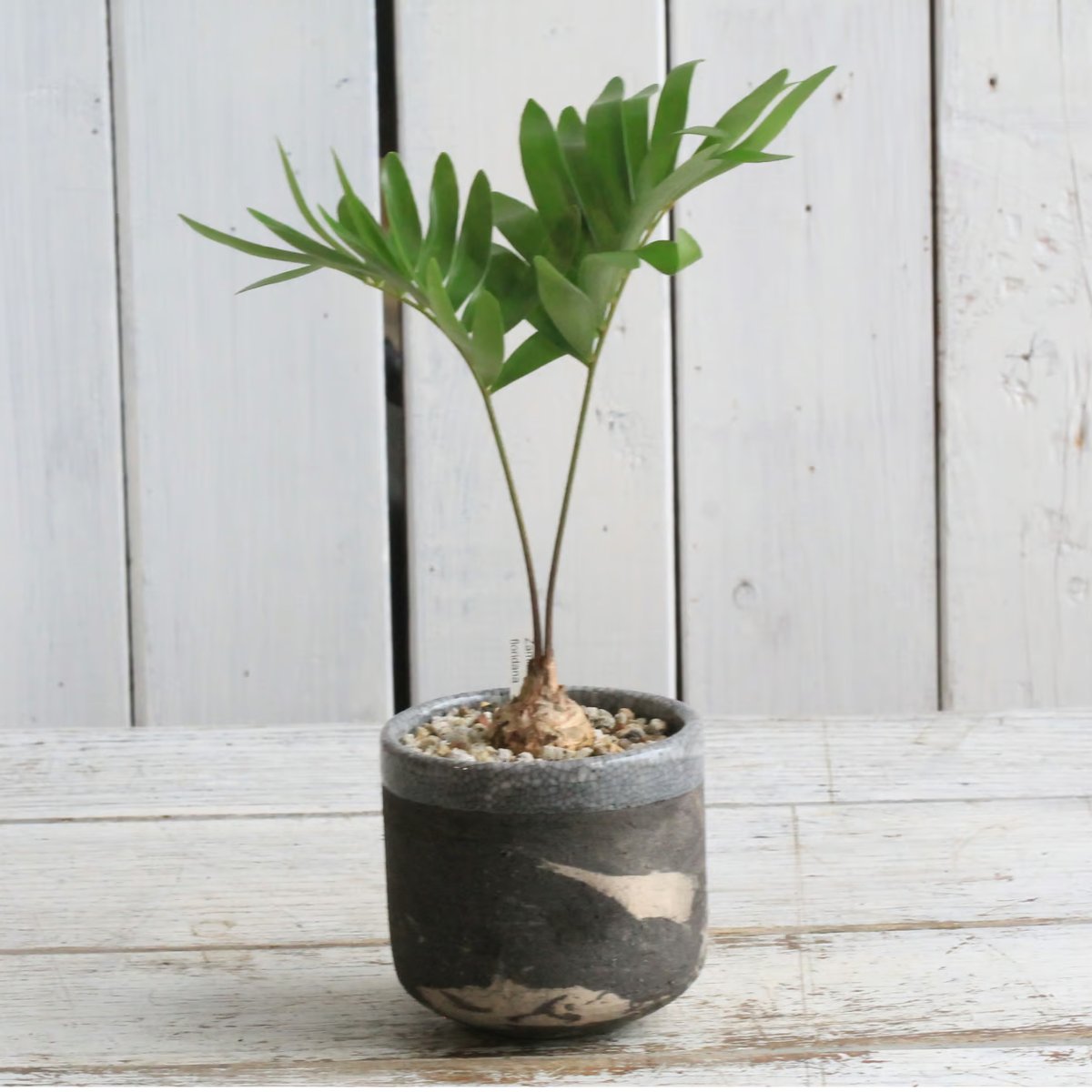 観葉植物 ザミア ７号鉢 園芸ネット本店｜ザミア：フルフラセア 7号鉢植え25-01 の通販【公式】