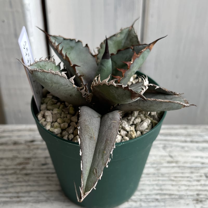 アガベ チタノタライオンズメーン① | Hanayoshi