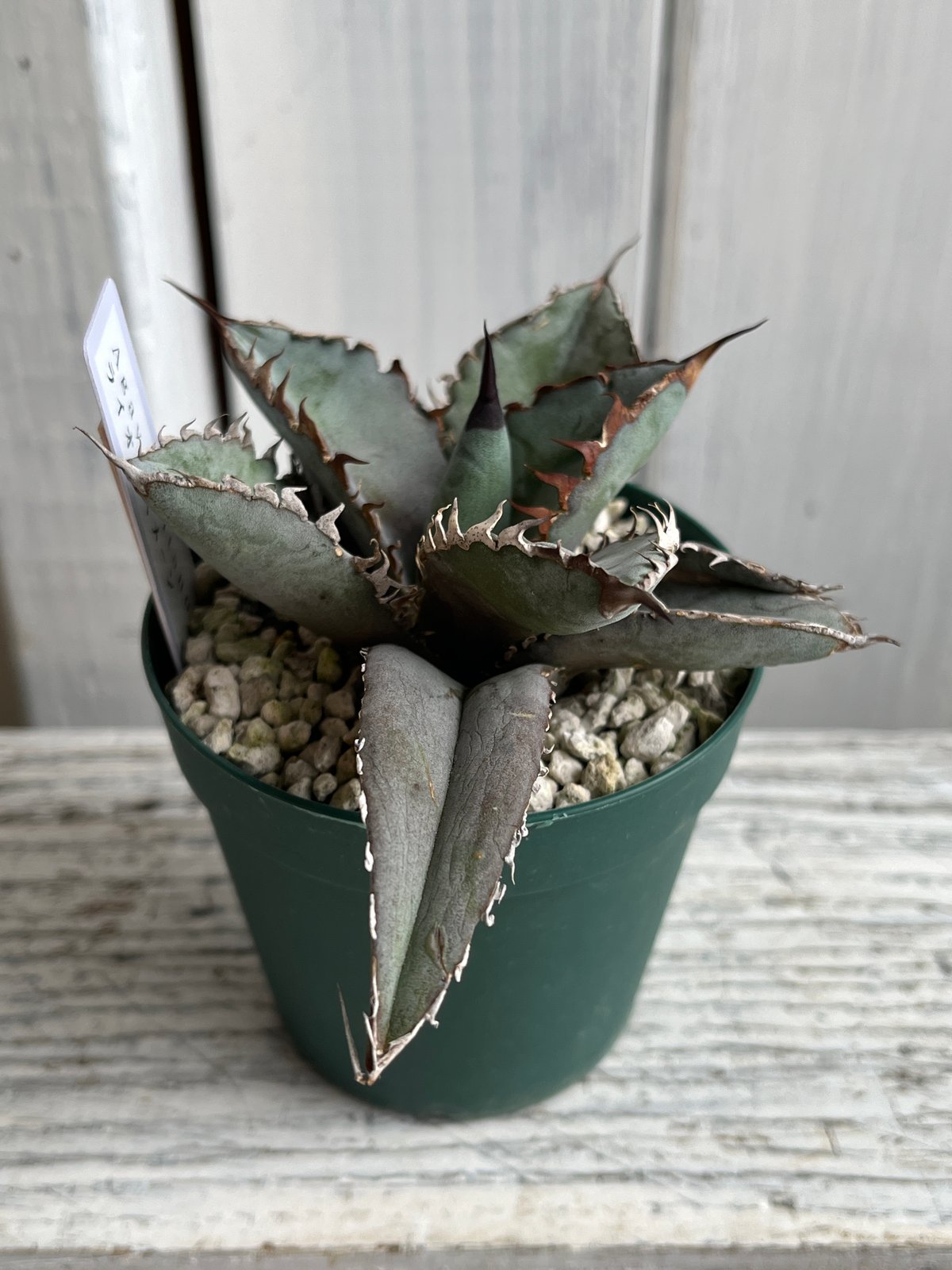 アガベ チタノタ ライオンズメーン 現品 core産 アガベチタノタ