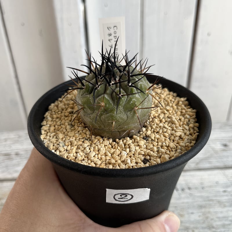 コピアポア シネレア黒王丸② | Hanayoshi