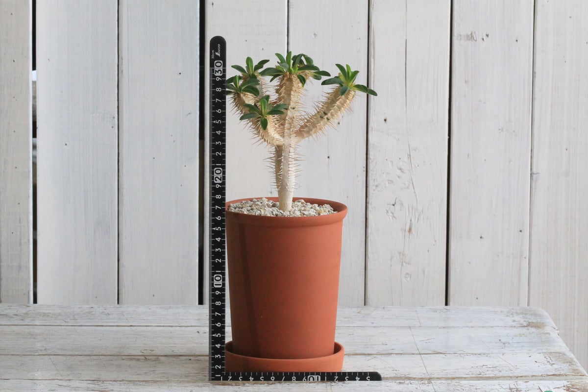 ユーフォルビア・ギラウミニアナ（大）　鉢サイズ15cm ユーフォルビア ギラウミニアナ 素焼き鉢 | Hanayoshi