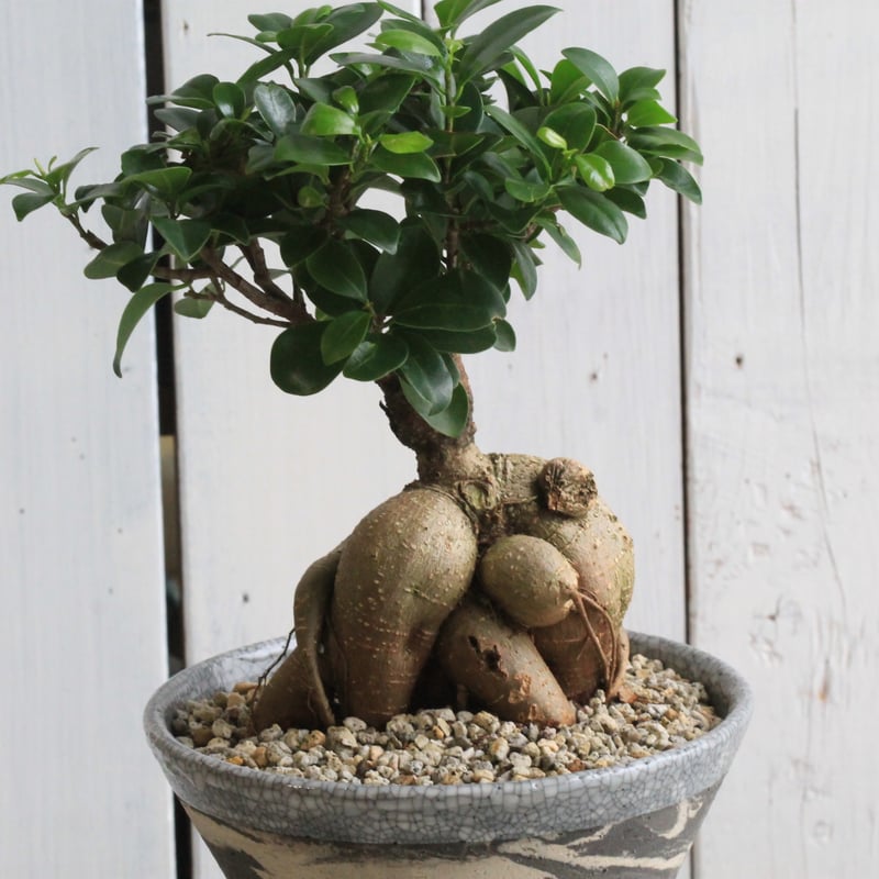 フィッカス ガジュマル 盆栽仕立て Hanayoshi-botanicalオリジナル
