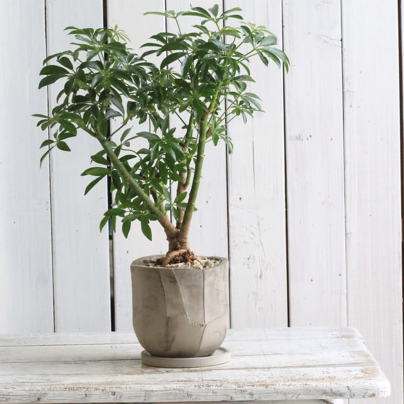 シェフレラ | Hanayoshi