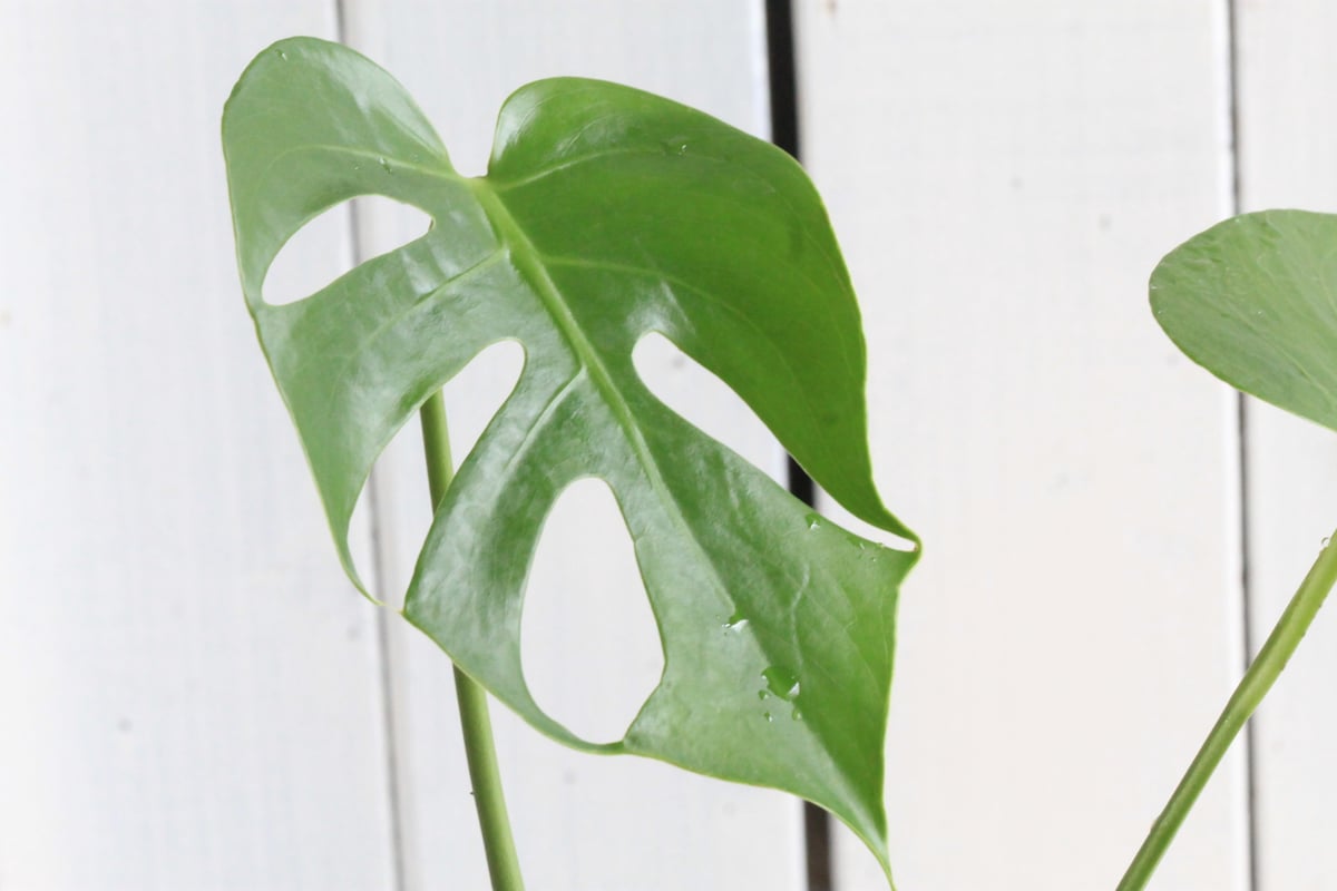 モンステラ コンパクタ | Hanayoshi