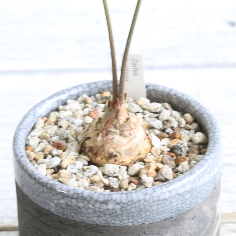 ザミア フロリダーナ Hanayoshi-botanicalオリジナルポット | Hanayoshi