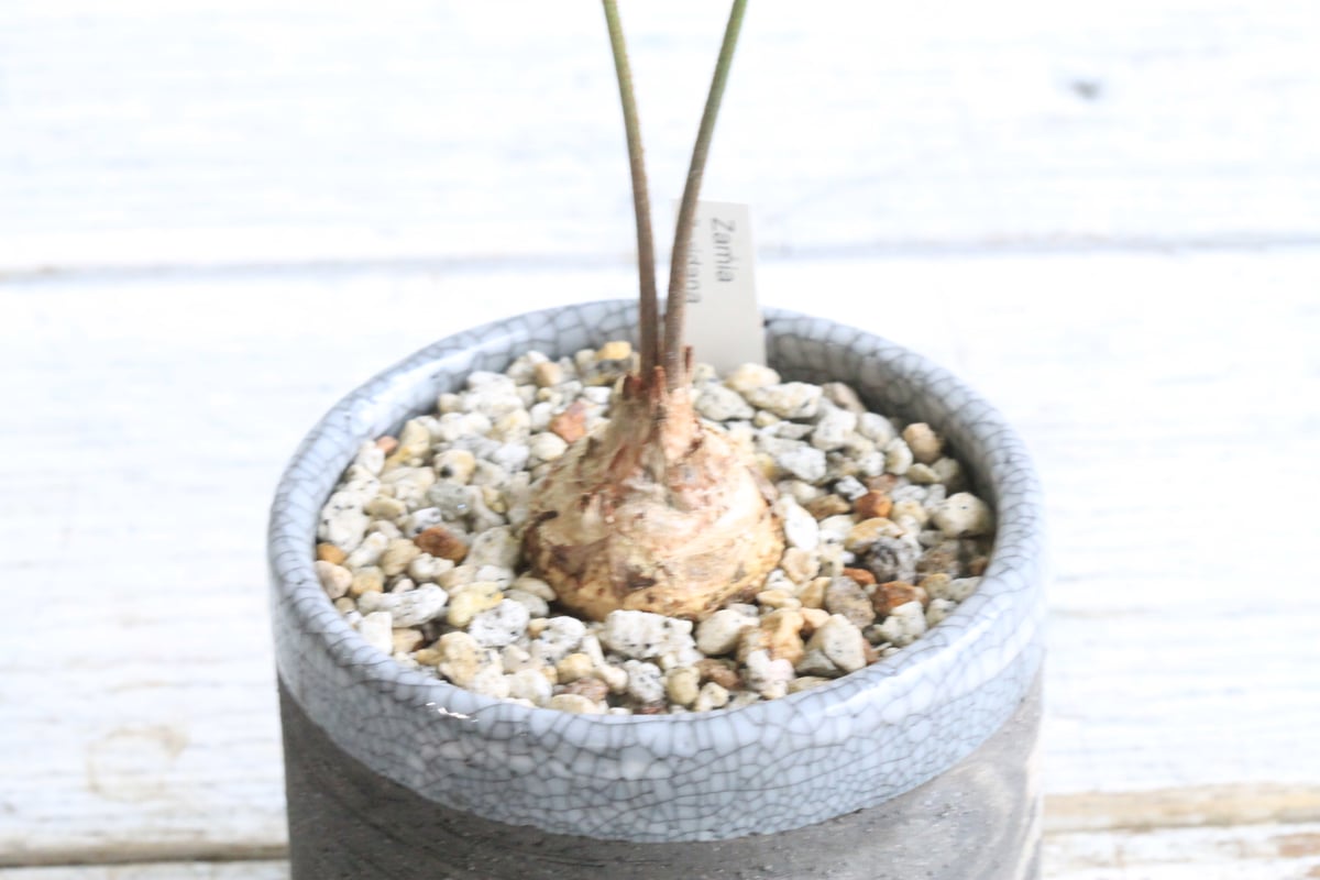 ザミア フロリダーナ Hanayoshi-botanicalオリジナルポット | Hanayoshi