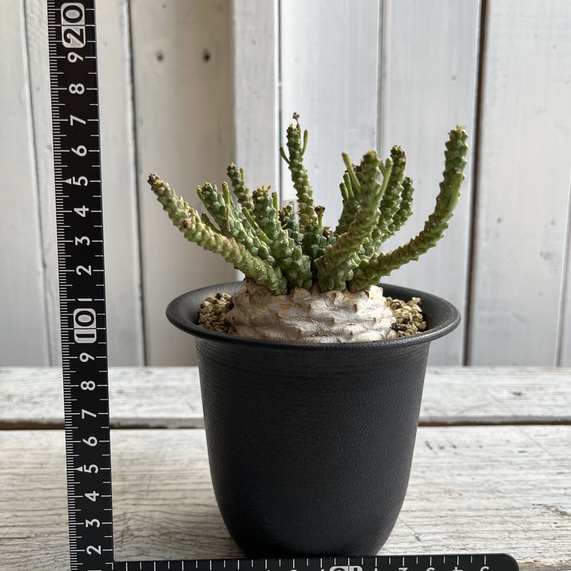 ユーフォルビア　ゴルゴニス ユーフォルビア ゴルゴニス | hanayoshi-botanical