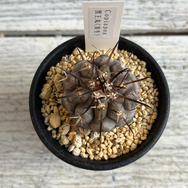 コピアポア 黒王丸⑤ | Hanayoshi