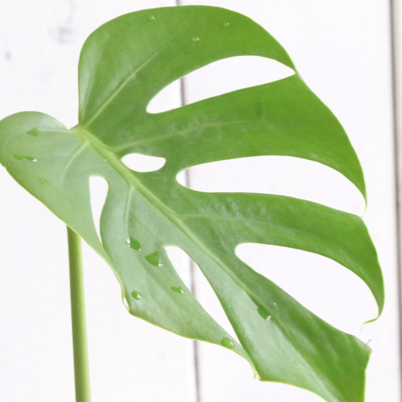 モンステラ　コンパクタ　観葉植物 モンステラ コンパクタ | Hanayoshi