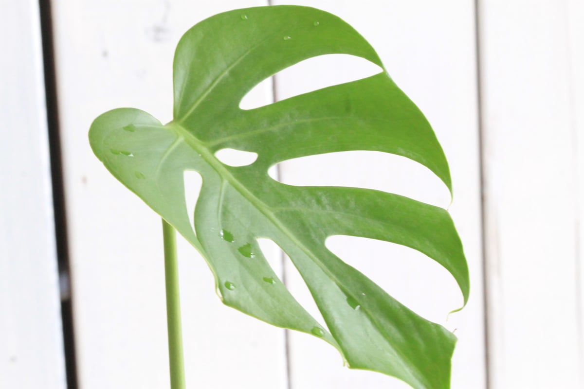 モンステラ コンパクタ 1110A モンステラ コンパクタ 1110A モンステラ コンパクタ 1110A モンステラ