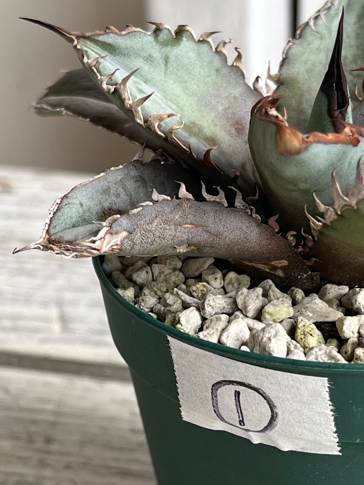 アガベ チタノタライオンズメーン① | Hanayoshi