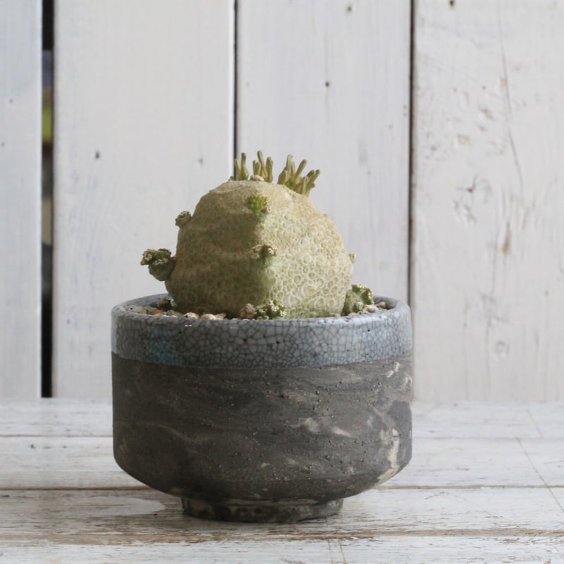 プセウドリトス クビフォルミス Hanayoshi-botanicalオリジナルポット